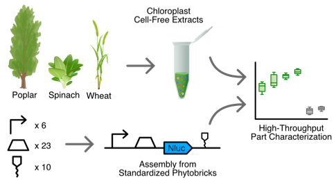 Henrike Niederholtmeyer (@hniederho) on Twitter photo Excited to share our preprint on chloroplast cell-free systems from different plant species for rapid prototyping of regulatory parts for 🌿 #plantsynbio that came out of the <a href="/igemmarburg/">iGEM Marburg 2024</a> 2021 project ift.tt/NgdfOIA Excited to share our preprint on chloroplast cell-free systems from different plant species for rapid prototyping of regulatory parts for 🌿 #plantsynbio that came out of the <a href="/igemmarburg/">iGEM Marburg 2024</a> 2021 project ift.tt/NgdfOIA