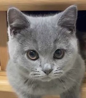 キリッとにゃ😼
#ファミにゃ飼いねこ自慢