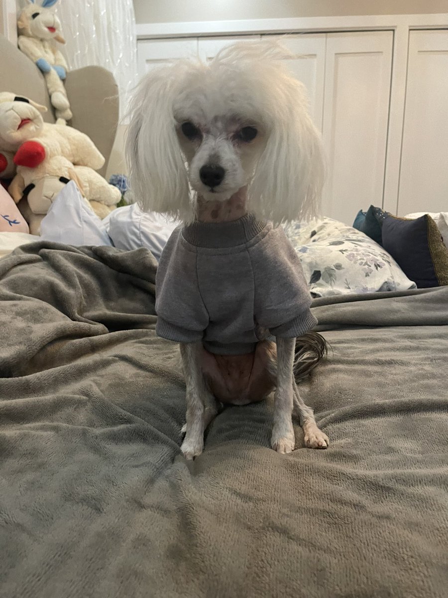 DJsdaughter's tweet photo. @BestinDogs Happy Birthday From Yer Fren Sir Snuggles 🐾🎈🎈♥️💟 https://t.co/f8Yk5AvWTY