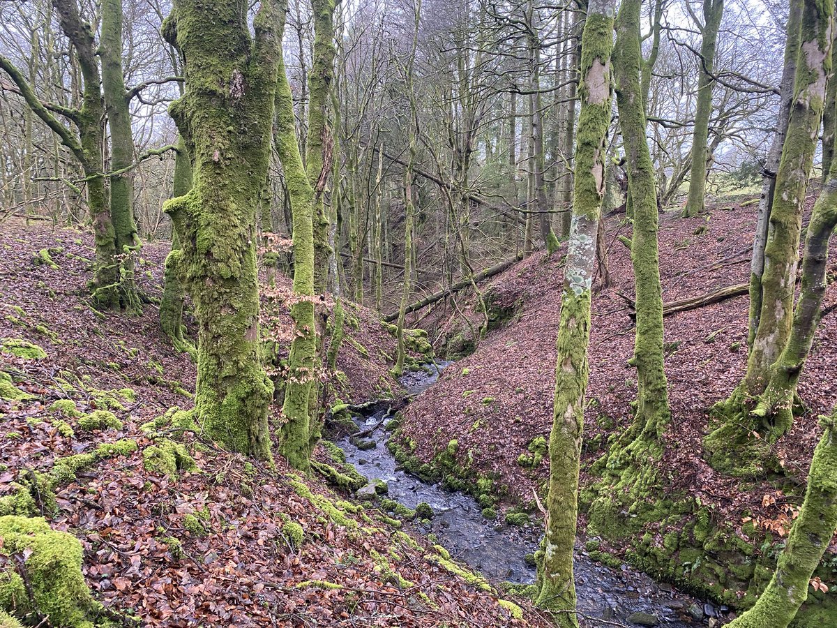 An inspiring morning in woodland near Closeburn. Predominately Beech at present, discussing potential for a grant through the South of Scotland Grant scheme for addition of other species…