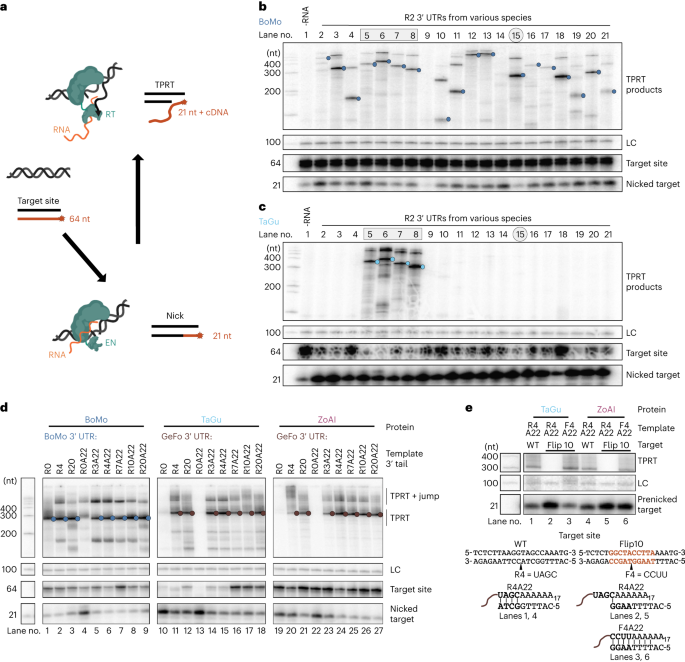 Harnessing eukaryotic retroelement proteins for transgene insertion into human safe-harbor loci - @CollinsRNPLab go.nature.com/3utPERu