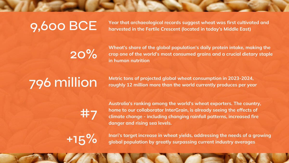 We have wheat on the mind this week as our CEO @P_Trivisvavet is in Australia for events and meetings with @InterGrain1, our wheat project collaborators. 🌾 So let’s get to the facts. Here's why wheat is so crucial to global food security and sustainability: