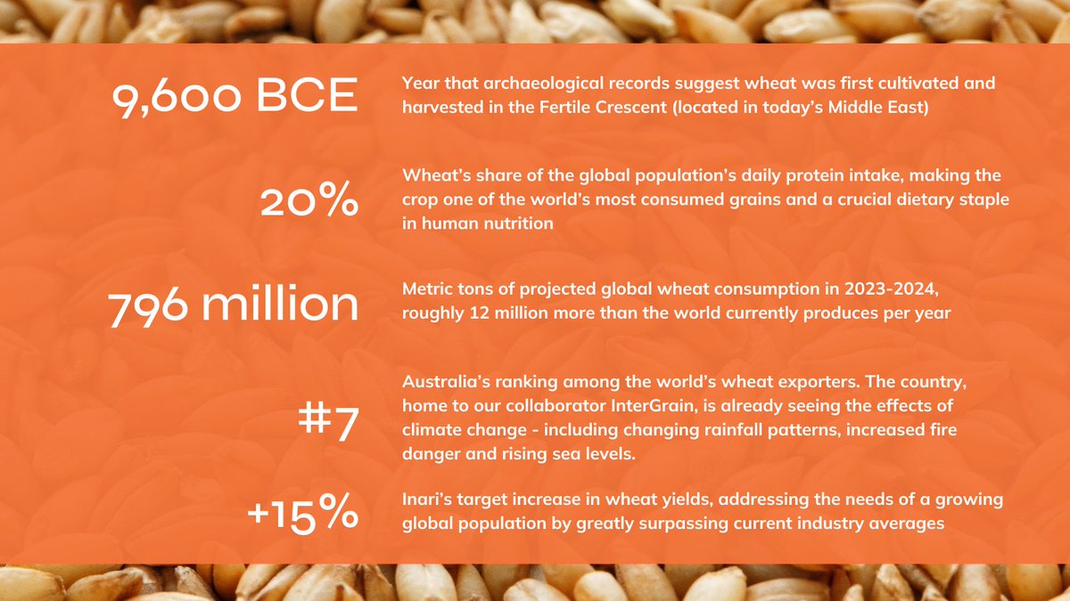 We have wheat on the mind this week as our CEO @P_Trivisvavet is in Australia for events and meetings with <a href="/InterGrain1/">InterGrain</a>, our wheat project collaborators. 🌾 So let’s get to the facts. Here's why wheat is so crucial to global food security and sustainability:
