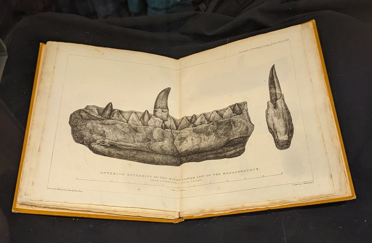 Happy Birthday Megalosaurus! 🥳 Today marks 200 years since William Buckland officially named the world's first dinosaur 🦖 Presented to the @GeolSoc in 1824, alongside a paper beautifully illustrated by his wife Mary, this was a pivotal moment for science.