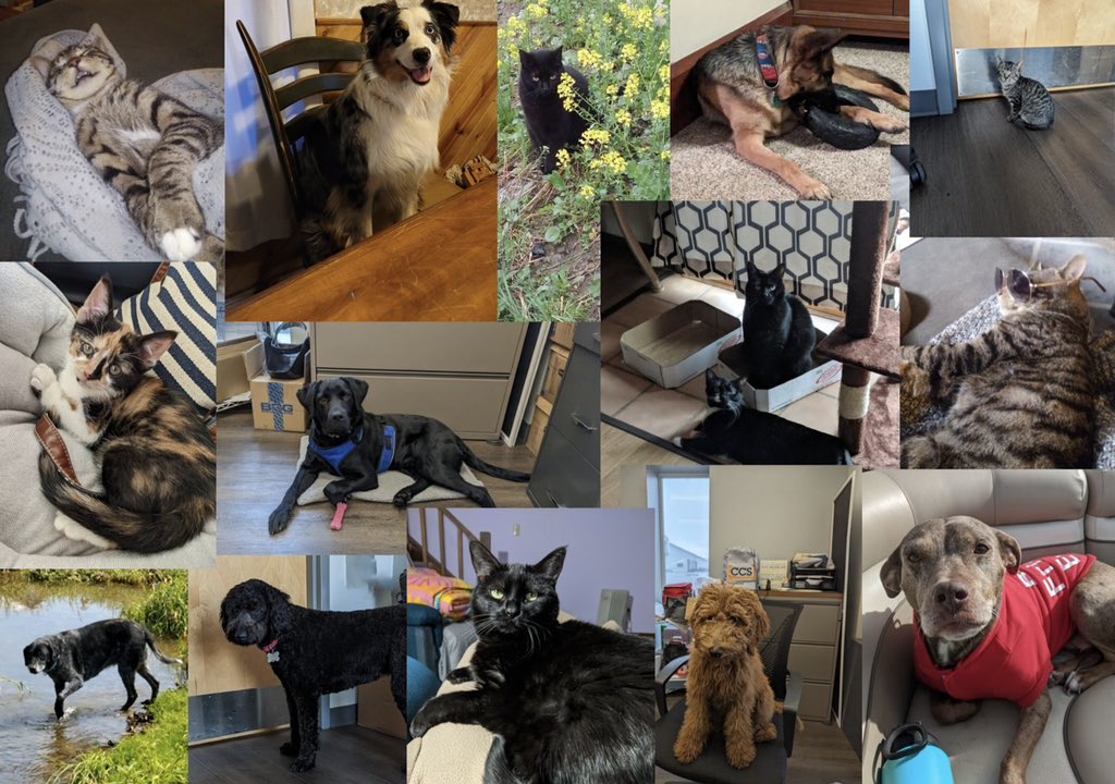 CCScans's tweet photo. It’s National Love Your Pet Day!!  Here are some of the much loved pets that are part of the CCS extended family🐶🐱 https://t.co/7vhoZW1uAW