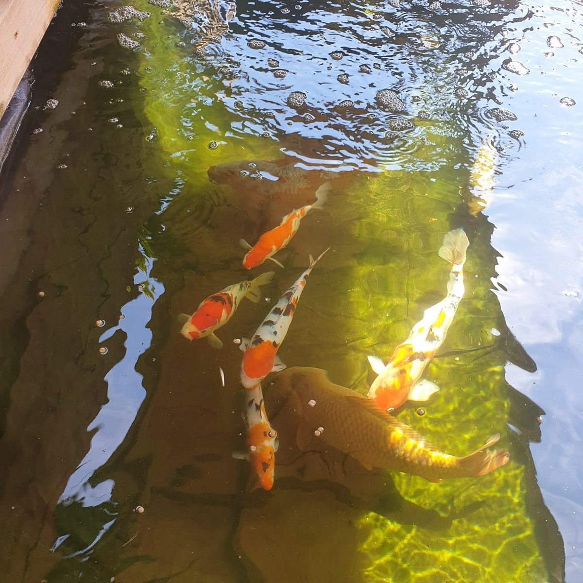 Love Your Pet Day ❤️

Our lovely employees sent in some pictures of their beloved pets in honour of love your pet day. Meet Tiger the cat, Narnia the dog and Caroline keeps Koi Carps! 

#loveyourpetday #petday #ourpets