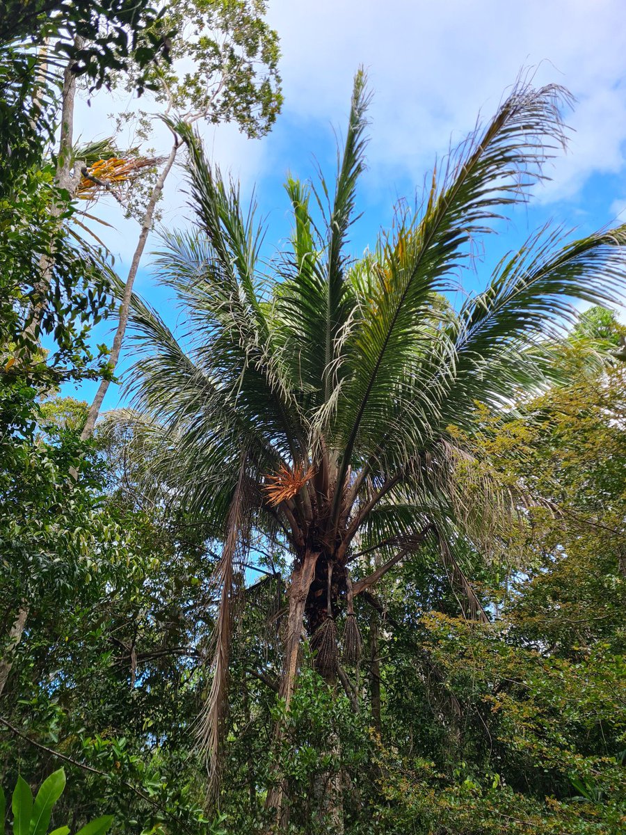 As the hottest and wettest months in SE 🇲🇬, the rainy season is the ideal time for Project Palms’ endangered species to germinate, grow, and flower 🌴 The Beccariophoenix madagascariensis, 1 of 6 species of #palm being germinated in SEED's nursery, seen flowering in the forest!