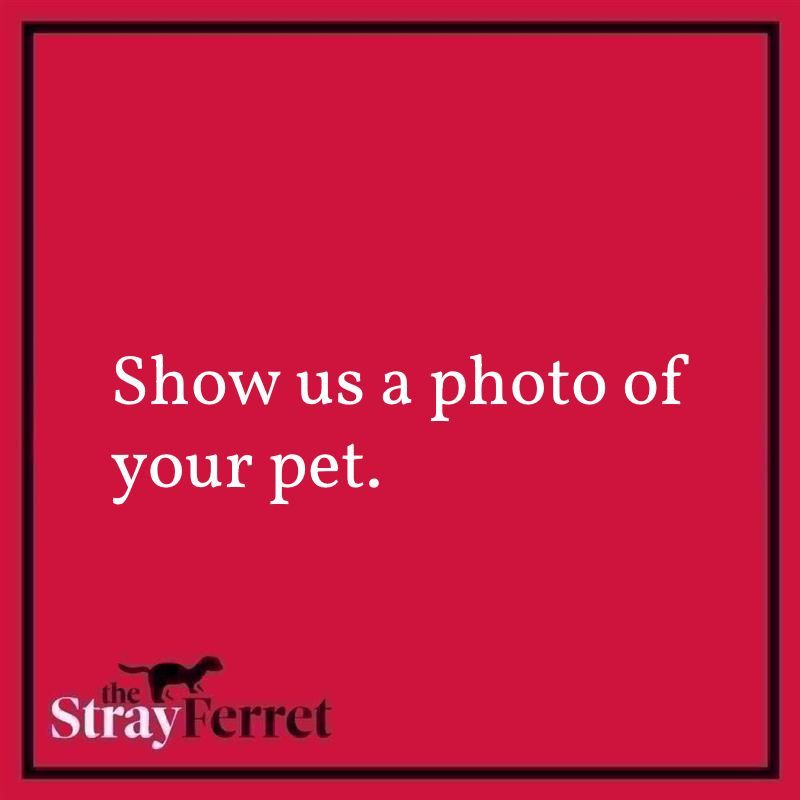 The Stray Ferret tweet media