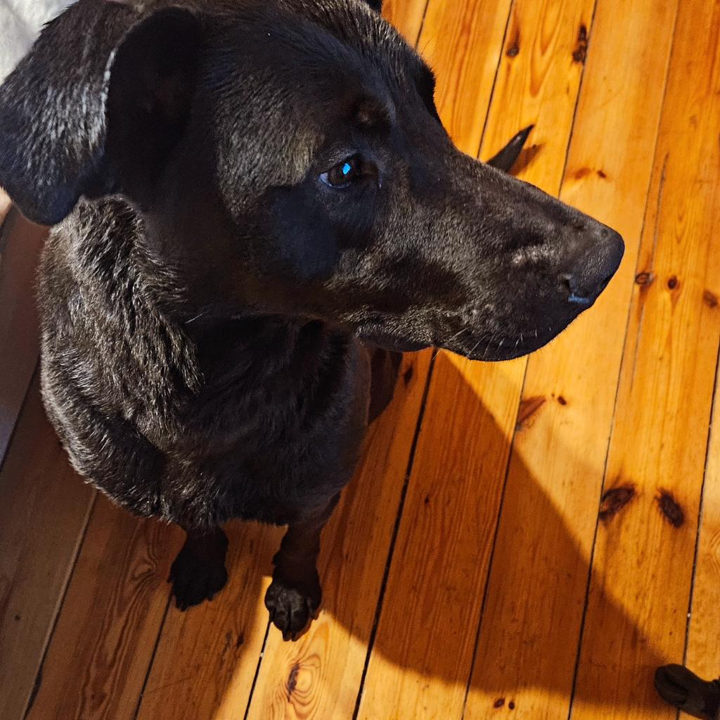 MHF_Poland's tweet photo. 80£ missing for transport Bary to UK to his forever home 🥹
https://t.co/RTnU4PKdAk 
We need to help him out ❤️
Please help 🥹

#rescueddog #dog #dogrescue #ASAP #Donation #pleasedonate #helpforthedog #followme #strayanimals #labrador #labradorinneed #almostthere #dogrescuer #dogoftheday