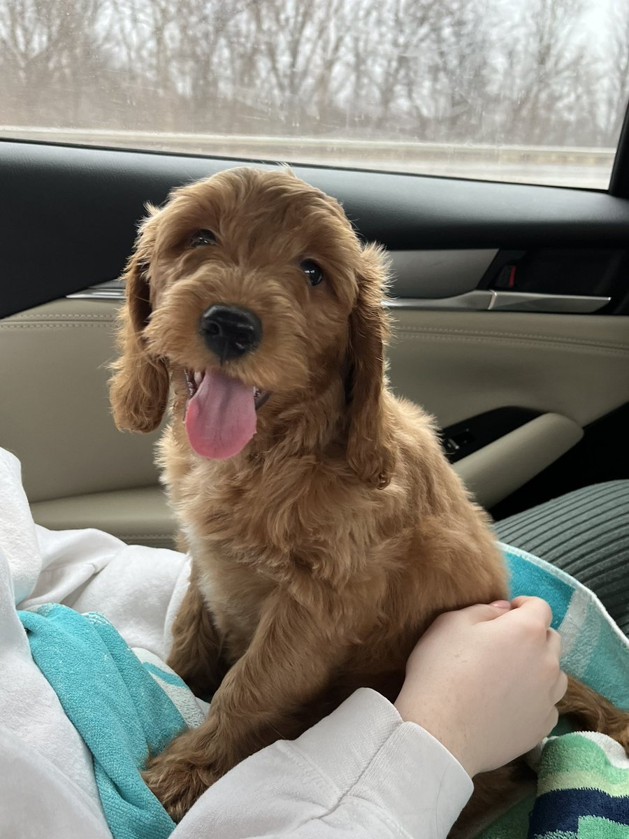 #TongueOutTuesday! Ten days ago when I was on my way to my furever home! #BiggieSmalls #MiniGoldenDoodle #DogsOfX