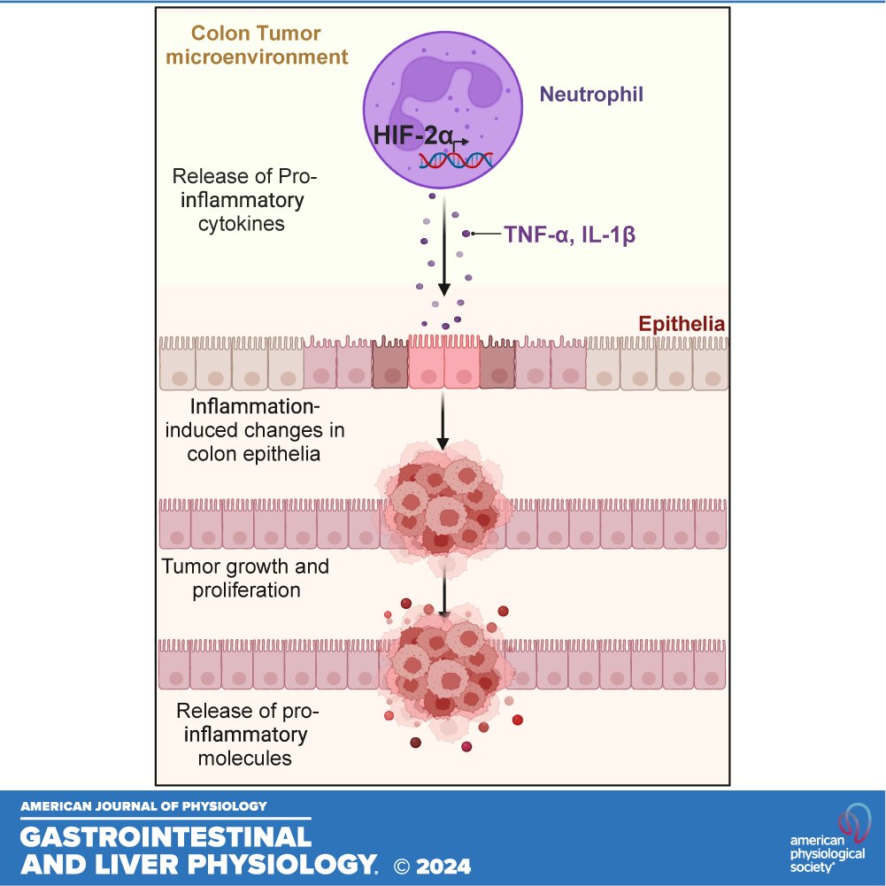 AJP-Gastrointestinal and Liver Physiology tweet media