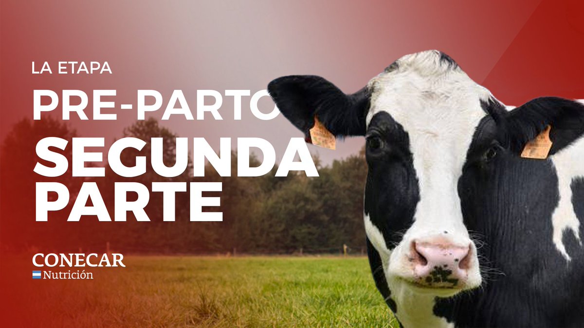 CONECAR's tweet image. 📷 Segunda Parte - La importancia de la etapa de PRE-PARTO en el tambo.

Nuestro Ing. Rodolfo Gonsolín nos indica como encarar esta etapa y como aportamos al desarrollo desde Conecar Nutrición 📷

📷 ¡Mira el video completo en nuestro canal de YouTube!

youtu.be/E-YiBwRBtTs?si…