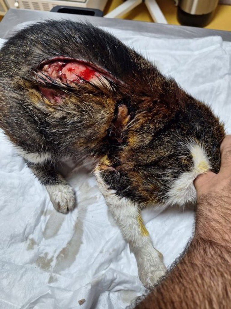 erycina_'s tweet photo. Allahım güzel Allahımm adaleti senden bekliyoruz artık🙏🥺 yaşadığımız toplumda ne sevgi ne vicdan ne de Allah korkusu kaldı?Yarattığın kulların nede senden korkar oldu? Senin verdiğin canları alır oldu🥺 adaletini geciktirme nolursun yalvarıyorum sana 🤲 #muratözdemirtutuklansın https://t.co/SNZGNsXGWh