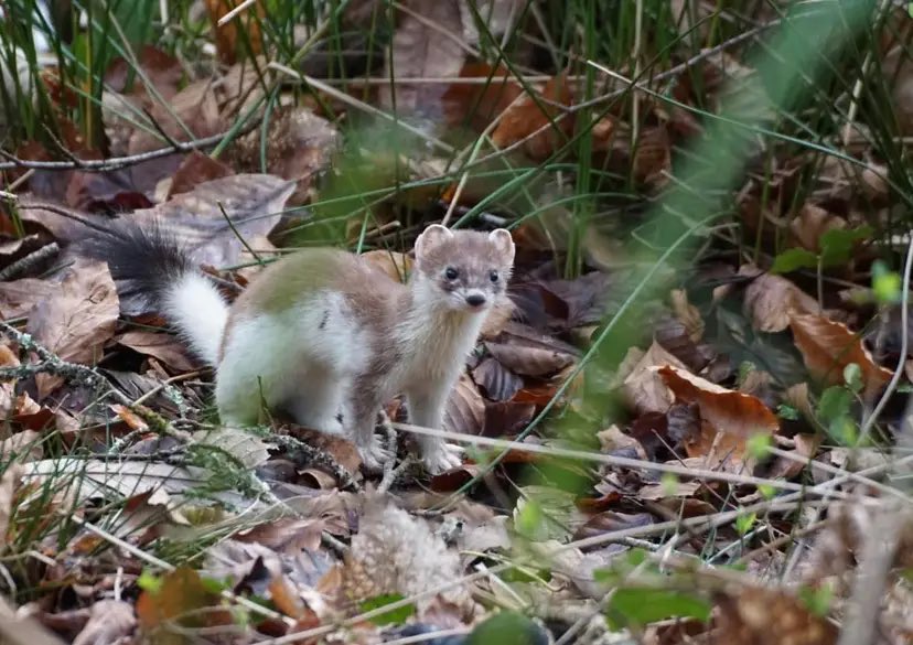 Three Bays Wildlife Group tweet media