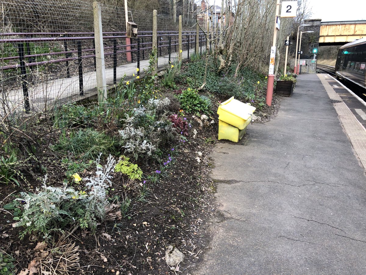 rogerbhx's tweet photo. Catching the train from Spring Road station allows me to enjoy the results of the work of the 260th Scouts to plant the verges of the platforms with flowers and shrubs. https://t.co/ks2PpVKPGq