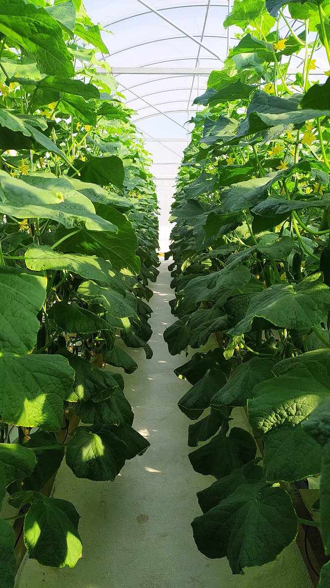 Green gems from @ZuvanDhaduveria's farm. These cucumbers were grown in a plant-driven automated pot system. Currently yielding 3 tons per month, with plans to boost production to 10 tons monthly. To reach this goal, support from the government is crucial for rain water storage.