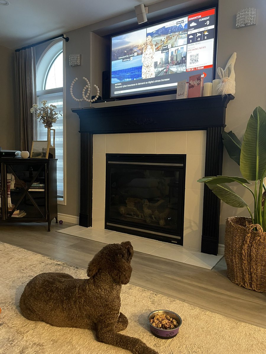 shaunashopper's tweet photo. Harper, the labradoodle is enjoying her breakfast while watching Ciara Yaschuk’s weather forecast! @GlobalEdmonton  @globalnews #yeg #Doodles https://t.co/8OnSCz2Dci