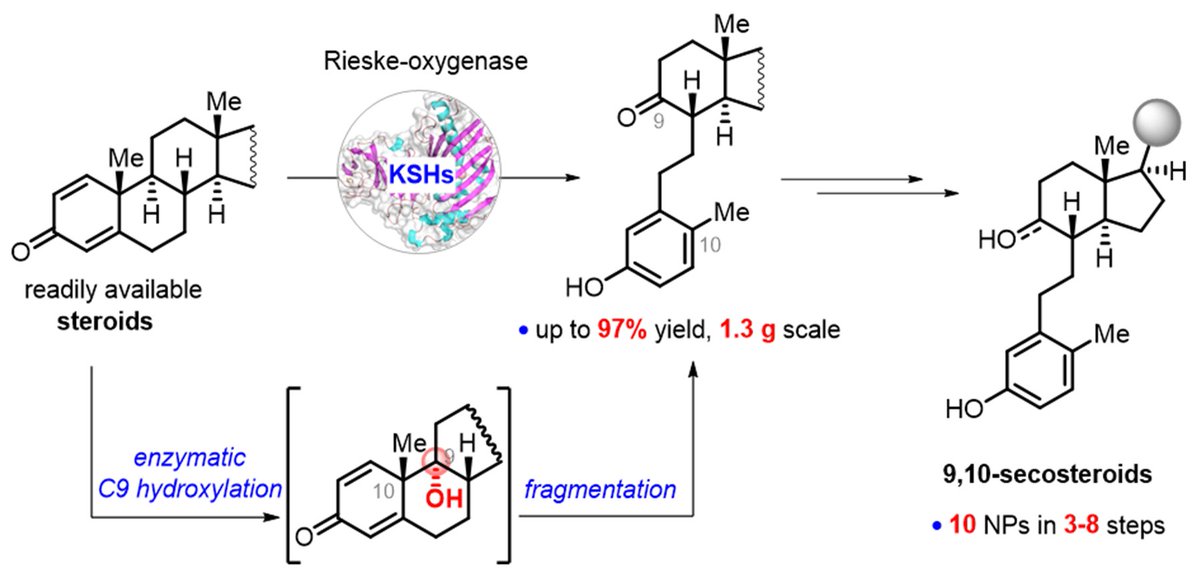 Our first work on the chemoenzymatic synthesis: using KSH enzyme as the biocatalyst enables the steroidal 9α-hydroxylation and B-ring fragmentation cascade to give 9,10-secosteroids. Great collaboration with Prof. Wen Liu at SIOC. Out now in <a href="/angew_chem/">Angewandte Chemie</a> : bit.ly/3UHm5q8
