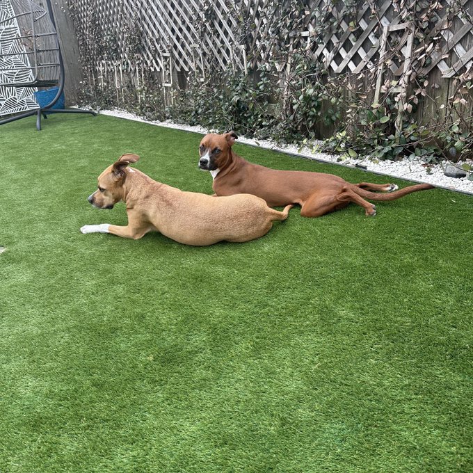 🥰 #NationalLoveYourPetDay https://t.co/zmybwT2ZJF<a href="/tag/nationalloveyourpetday"class="tags">#NationalLoveYourPetDay</a>