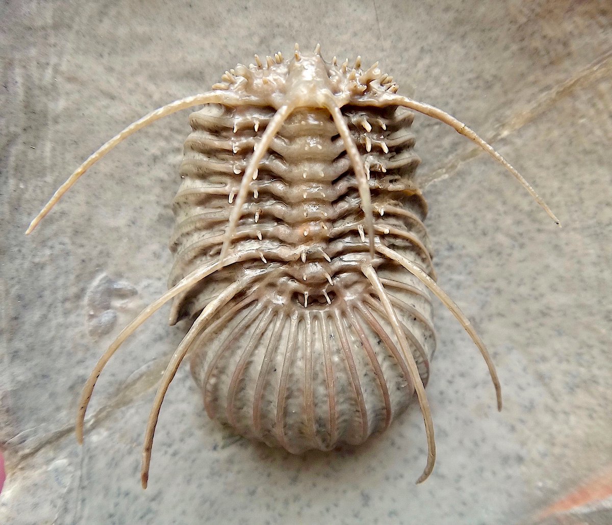 It’s #TrilobiteTuesday! Pictured is a rare, complete example of a trilobite of the genus Radiaspis. This 2-in- (5.1-cm-) long specimen was found in the Jorf Devonian outcrops of eastern Morocco. It took 30+ hours to free this spinose critter from the surrounding limestone matrix.