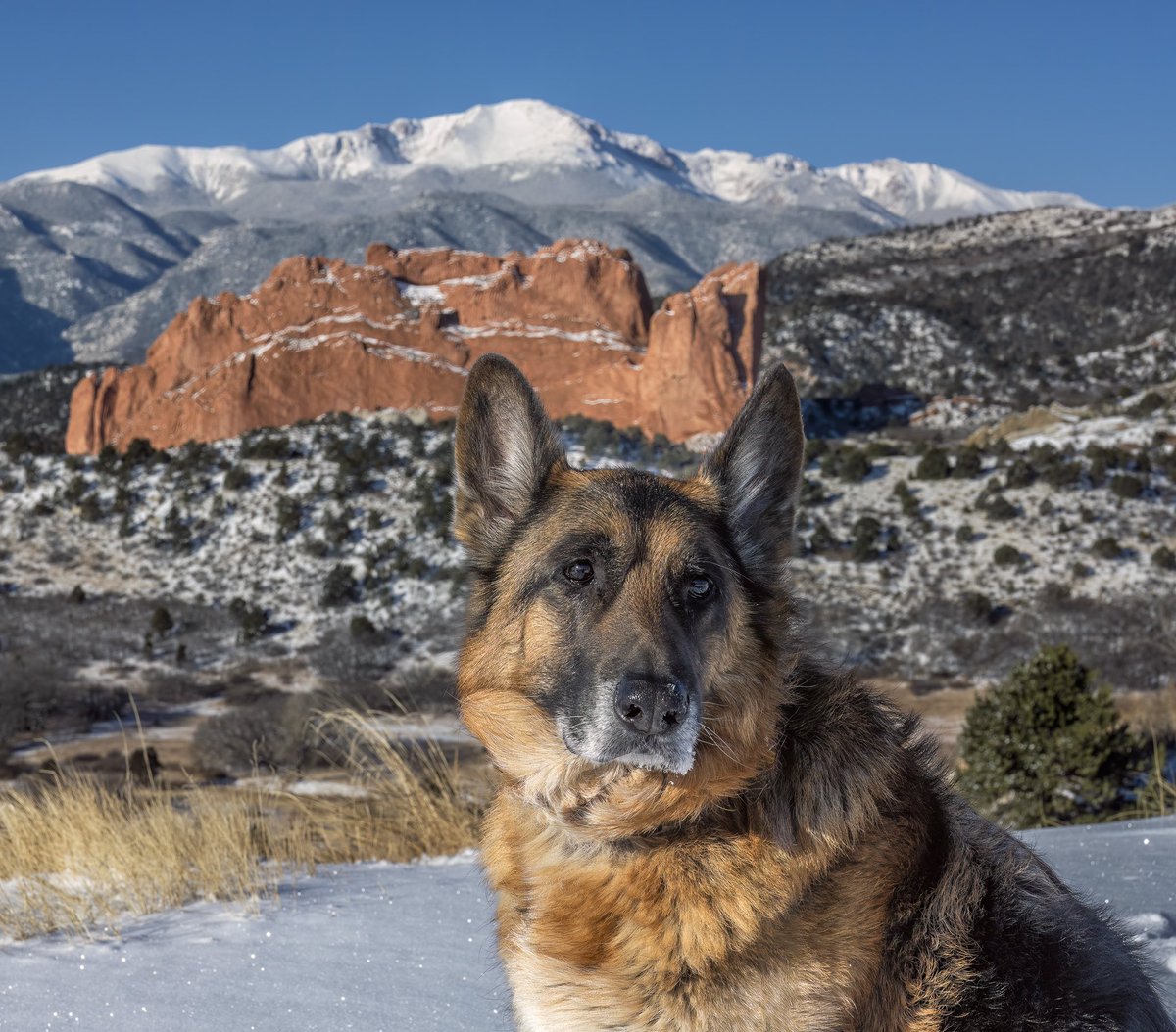 A recent photo of our pet German Shepherd at Garden of the Gods for #LoveYourPetDay #dog #GermanShepherd #colorado #cowx