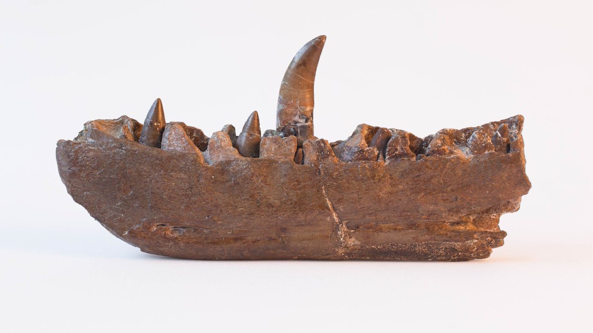 The Oxford Dinosaur that started it all...

Happy 200th Birthday Megalosaurus bucklandii!

#OnThisDay in 1824, William Buckland presented Megalosaurus at a Geological Society of London meeting...