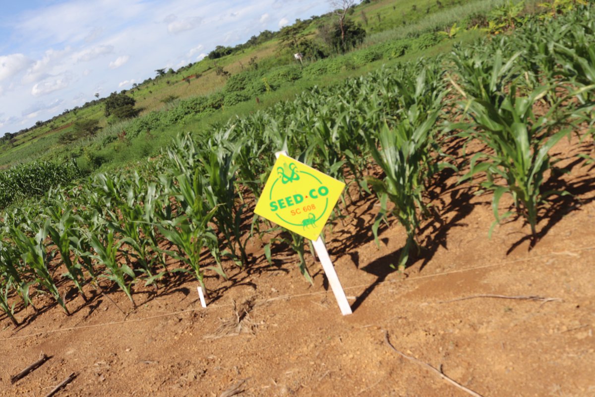 congosynergy's tweet photo. Seed co SC 6008 maize seed, planted on December the 29th, 2023. Picture taken 38 days after planting.
#Maizeseed #seedstock #fertilizers #maizegrowth #Congosynergy https://t.co/fHG4qFT1kL