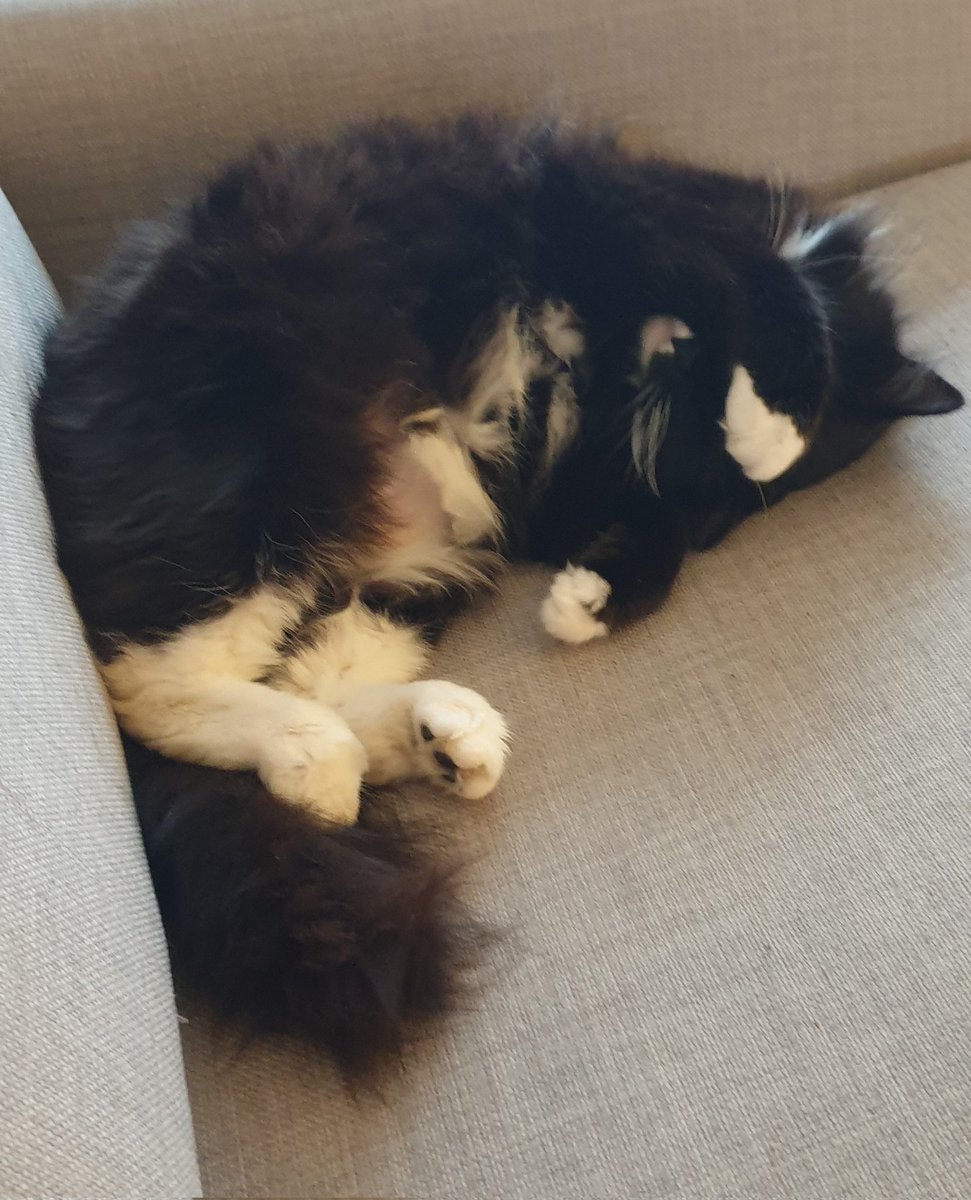 Fritztopcat's tweet photo. Do not disturb 😴 #CatsOfTwitter https://t.co/A5nO9ICkiI