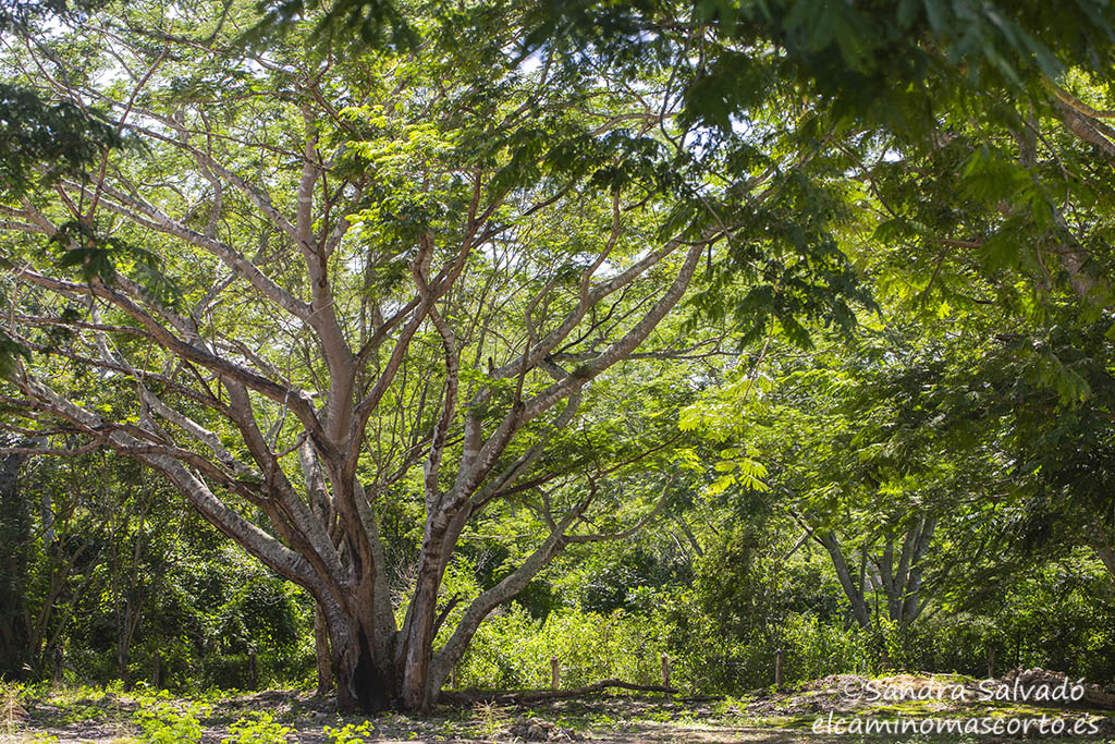 El Pich, nombre en maya, es de los grandes árboles que podemos disfrutar en la Península.
Igual lo puedes conocer por el nombre de Guanacaste, Parota, Orejón... Me pone bien contenta el Pich💚
Las fotos son de Dzibilnocac, Campeche, donde hay magníficos ejemplares.