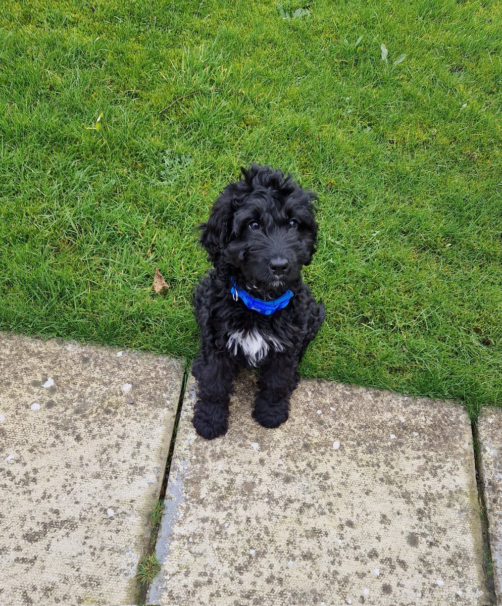 Only got him on Friday but our wee Spud is so affectionate and playful he's really put a smile on all our faces 😍🐶🥔😘 #Loveyourpetday