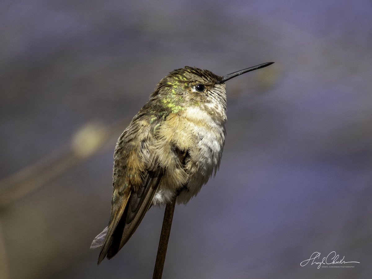 The beautiful Rufous Hummingbird, who somehow lost its way and ended up in Prospect Park when it should have ended up in Mexico! They breed in the Northwest and migrate south to Mexico for the winter but this one took a wrong turn somewhere. #rufoushummingbird #lifer #birdcpp