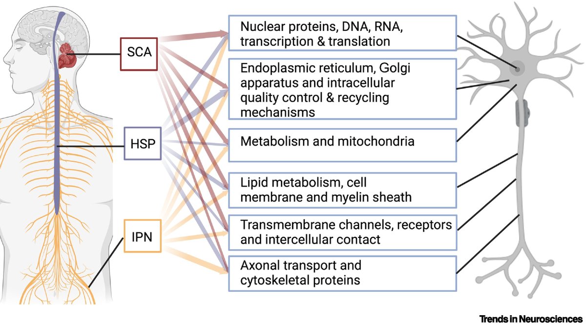 'Overarching pathomechanisms in inherited peripheral neuropathies, spastic paraplegias, and cerebellar ataxias'

Review article by Liedewei Van de Vondel <a href="/LiedeweiVdV/">LiedeweiVandeVondel</a>, Jonathan De Winter <a href="/jonathanDW5/">jonathanDW</a>, Vincent Timmerman &amp; Jonathan Baets

cell.com/trends/neurosc…