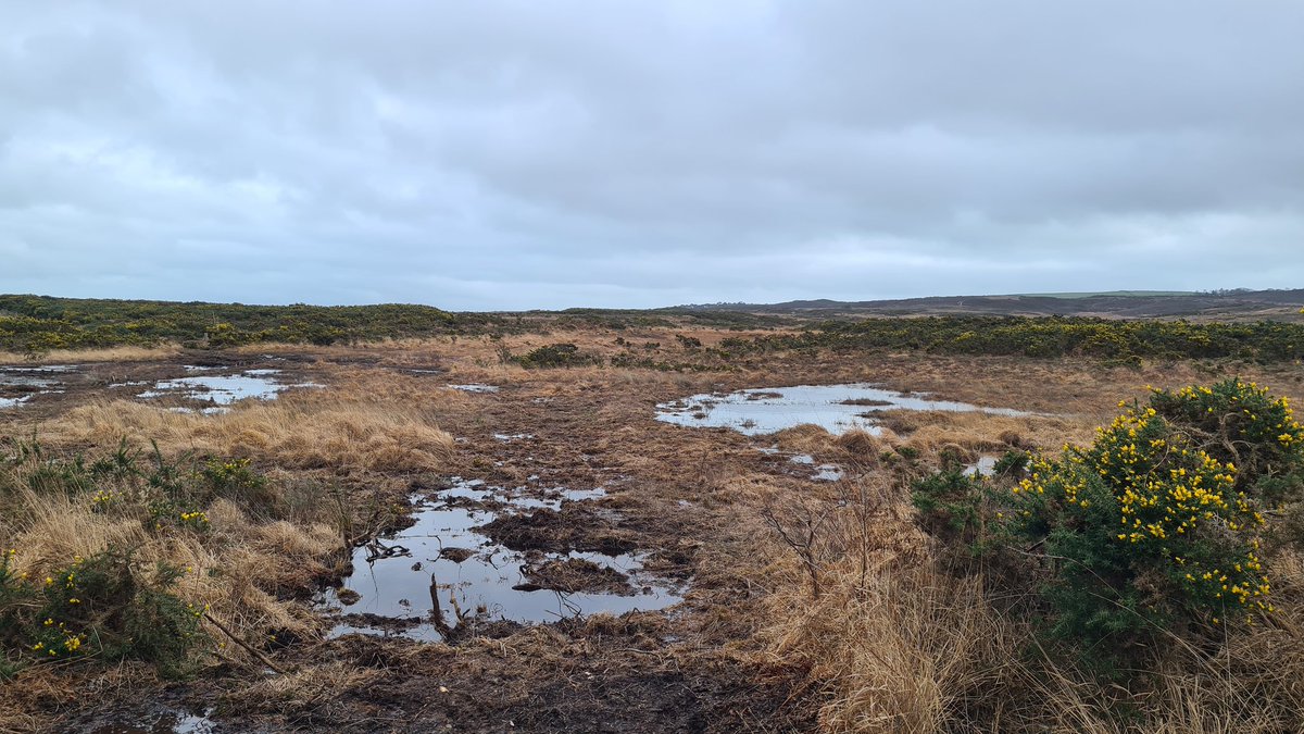 IUCN UK Peatlands (@iucnpeat) on Twitter photo Our Comms Lead <a href="/claraesse/">Clare Simm</a> joined the Dorset Peat Partnership today on a site visit to Agglestone and Greenlands Mire, Studland to see the restoration work that has been taking place.
Thanks for showing us around <a href="/DorsetWildlife/">Dorset Wildlife Trust</a>, <a href="/nationaltrust/">National Trust</a>, <a href="/RSK_Habitat/">RSK Habitat Management</a>, <a href="/dorsetcatchment/">Dorset Catchment Partnerships</a>! Our Comms Lead <a href="/claraesse/">Clare Simm</a> joined the Dorset Peat Partnership today on a site visit to Agglestone and Greenlands Mire, Studland to see the restoration work that has been taking place.
Thanks for showing us around <a href="/DorsetWildlife/">Dorset Wildlife Trust</a>, <a href="/nationaltrust/">National Trust</a>, <a href="/RSK_Habitat/">RSK Habitat Management</a>, <a href="/dorsetcatchment/">Dorset Catchment Partnerships</a>!