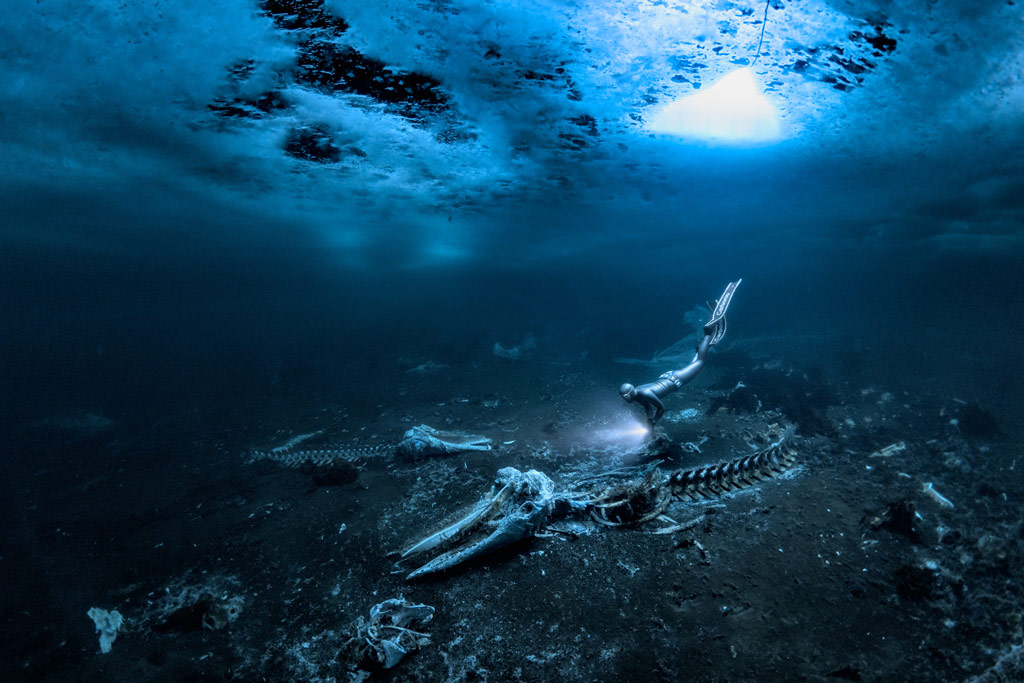 Congratulations to Alex Dawson who has been named as Underwater Photographer of the Year 2024 for his image ‘Whale bones’, showing a breath-hold diver exploring a minke whale skeleton under the Greenland ice sheet: amateurphotographer.com/latest/photo-n… 
© Alex Dawson/UPY2024 @UPYcontest