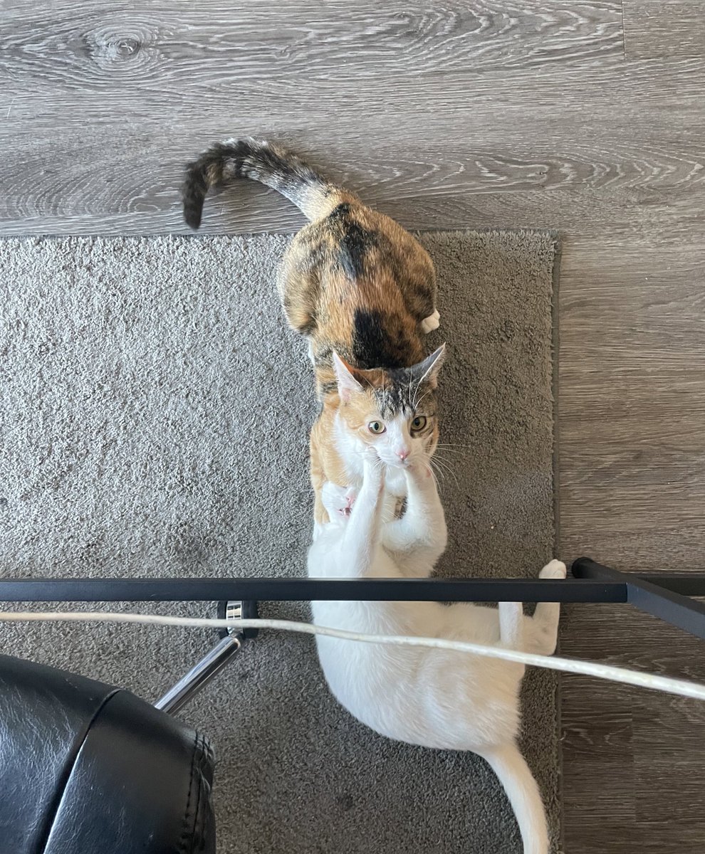 blemishpopper's tweet photo. why do they fight? 🥺💞 https://t.co/RQ8EGVb2c6
