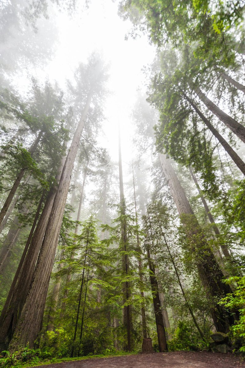 FurnitureBaseUK's tweet photo. Crafting a sustainable future with FSC-certified furnishings at The Furniture Base. Our commitment to eco-friendly practices means responsibly sourced materials and reducing environmental impact. Join us in building a better planet with every purchase. #SustainableLiving 🌿♻️ https://t.co/sKgKz0z8YG