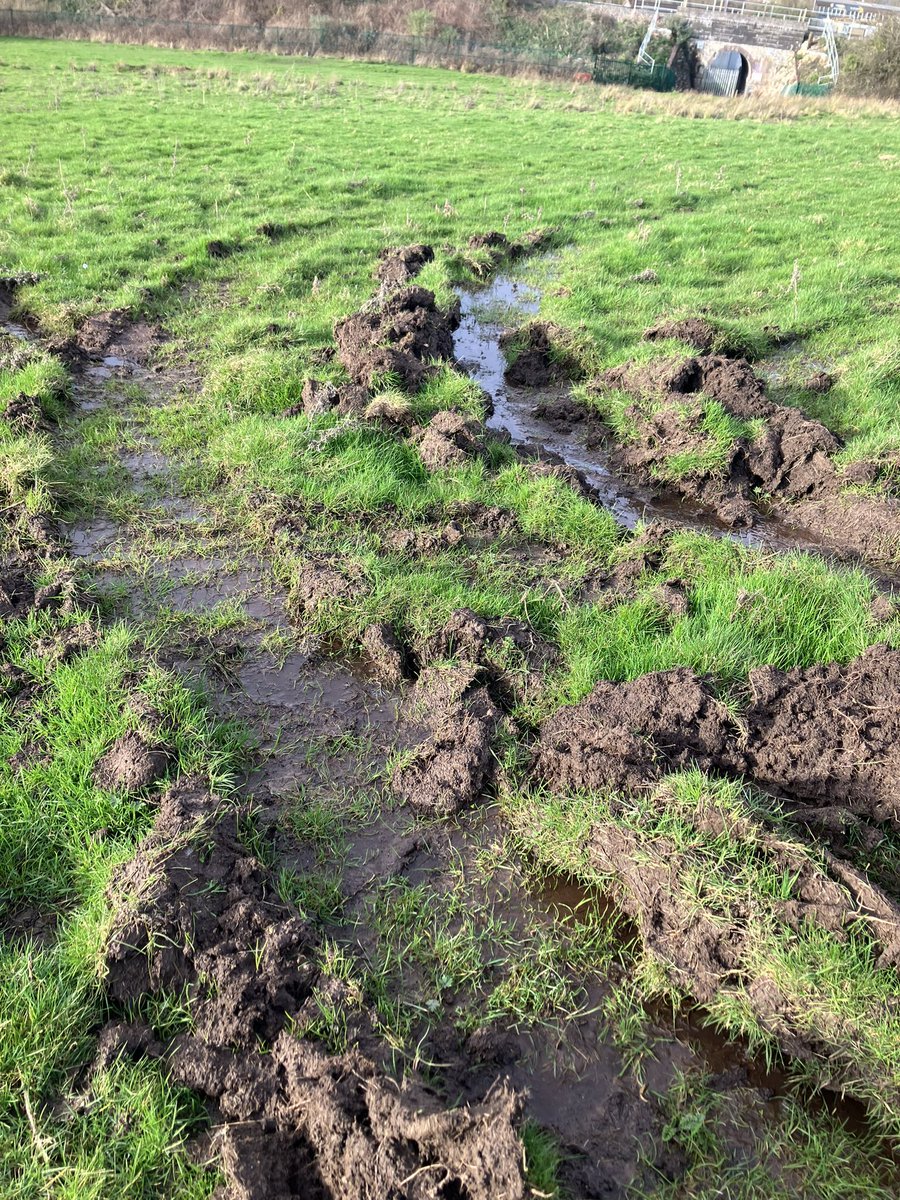 Danica Priest🦇🦎🦇🦎🍃💚🍃 tweet media