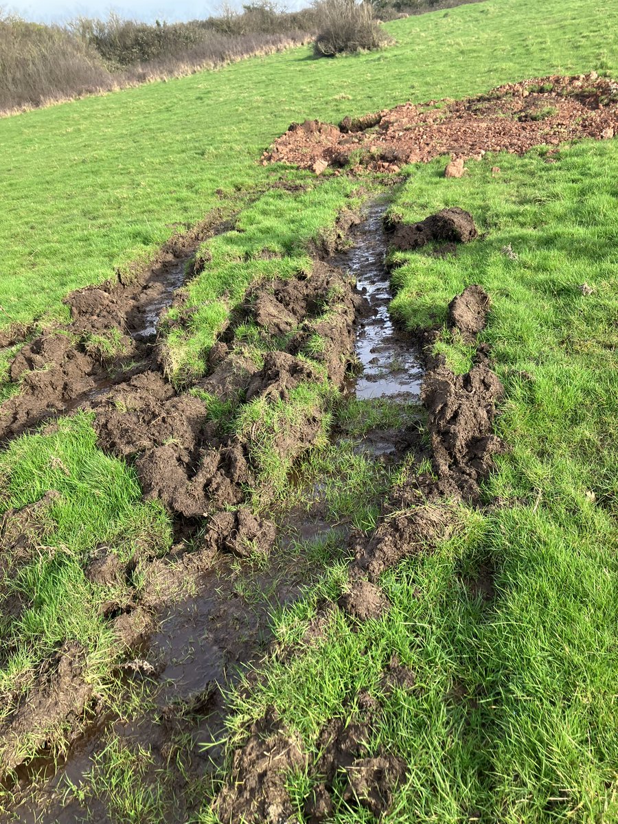 Danica Priest🦇🦎🦇🦎🍃💚🍃 tweet media