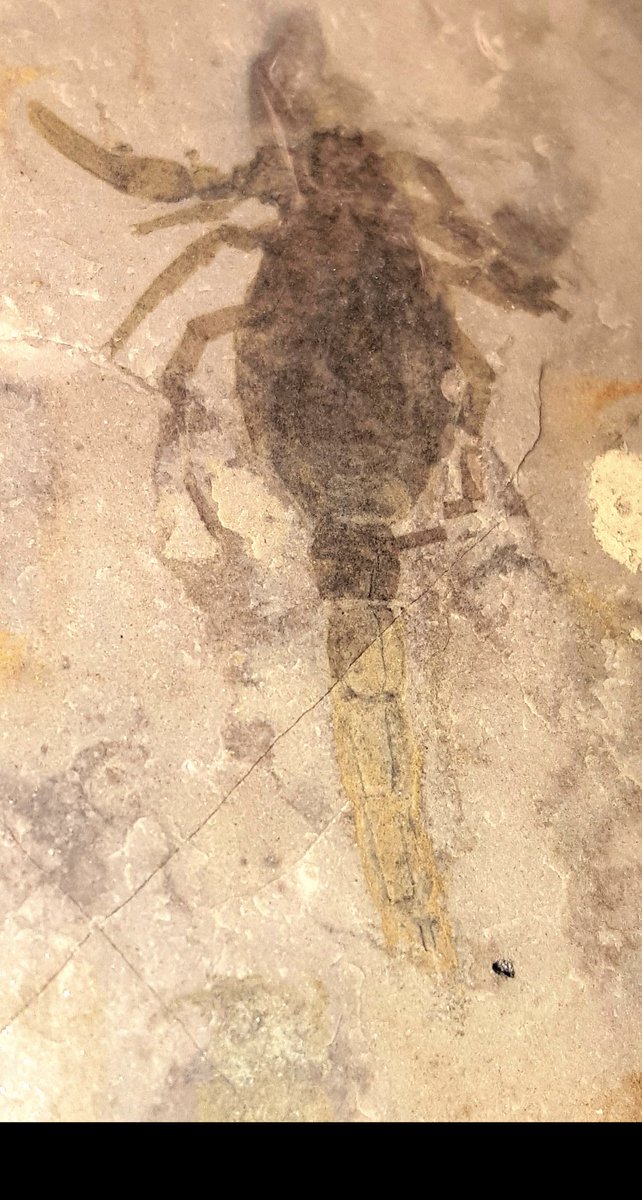 @VisionaryVoid @CreepyOrg Here’s an early aquatic fossil scorpion (Proscorpius) I found in NY state.  It is from the Silurian period, 430-420 million years old.

en.m.wikipedia.org/wiki/Proscorpi…