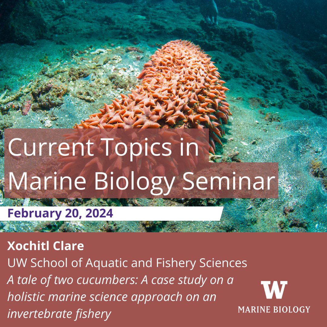 An exciting topic today: sea cucumbers and holistic marine science. New to @uw_safs, but not new to #marinescience, is @XochitlClare sharing her insight during the Current Topics in Marine Biology seminar series. 🗓 Tues Feb 20 🕒 2.30-3.20pm 📍 SAV 260 marinebiology.uw.edu/faculty-resear…