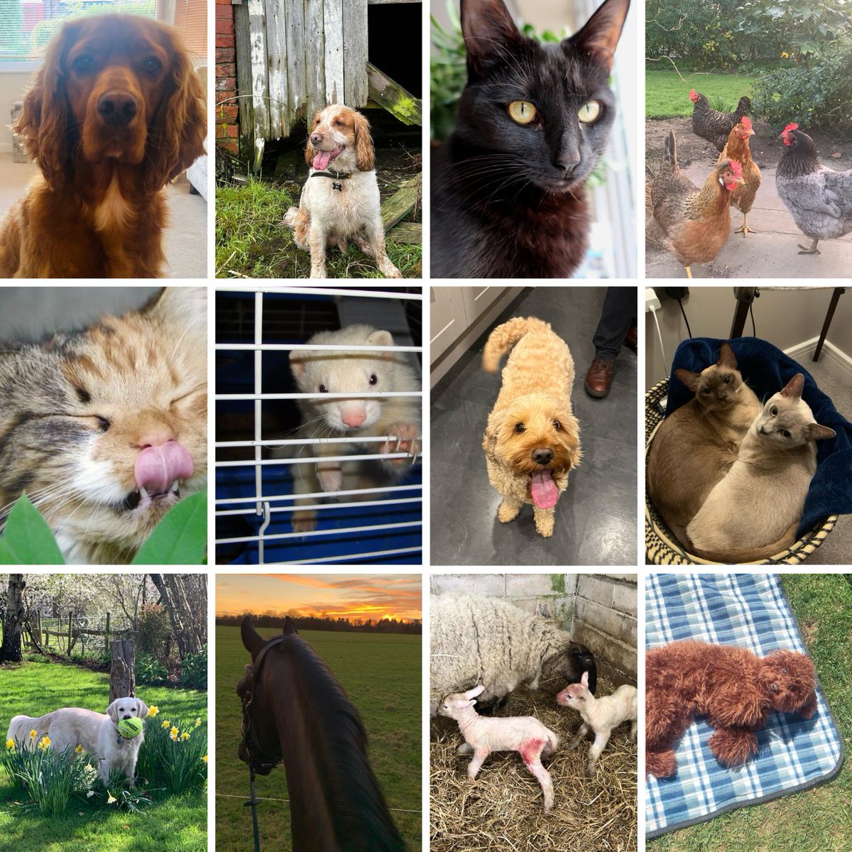 Today is #LoveYourPetDay2024 and we're celebrating all of the Calvin pets❤️ 

If you have a pet let us know in the comments!

#pets #dog #cat #loveyourpetday #CalvinMarketing #marketingagency #cheshire
