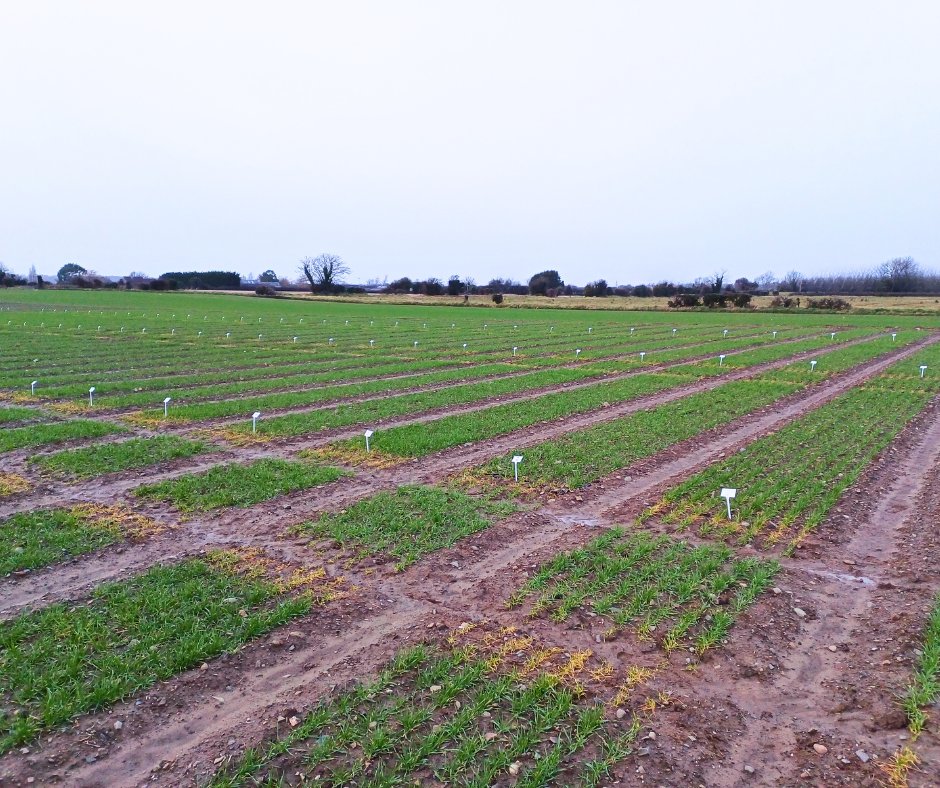 The Drummonds agronomy team have been busy marking out the plots. Winter barley is looking great in spite of the recent weather. NPK will be applied at the next opportunity.