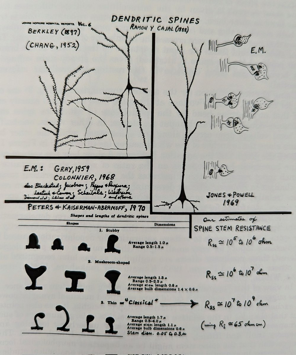 Dendritic spines - 1971 slide from Wilfrid Rall