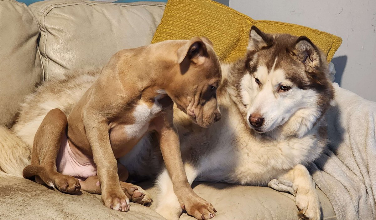 Capt_FluffyBubbles tweet media