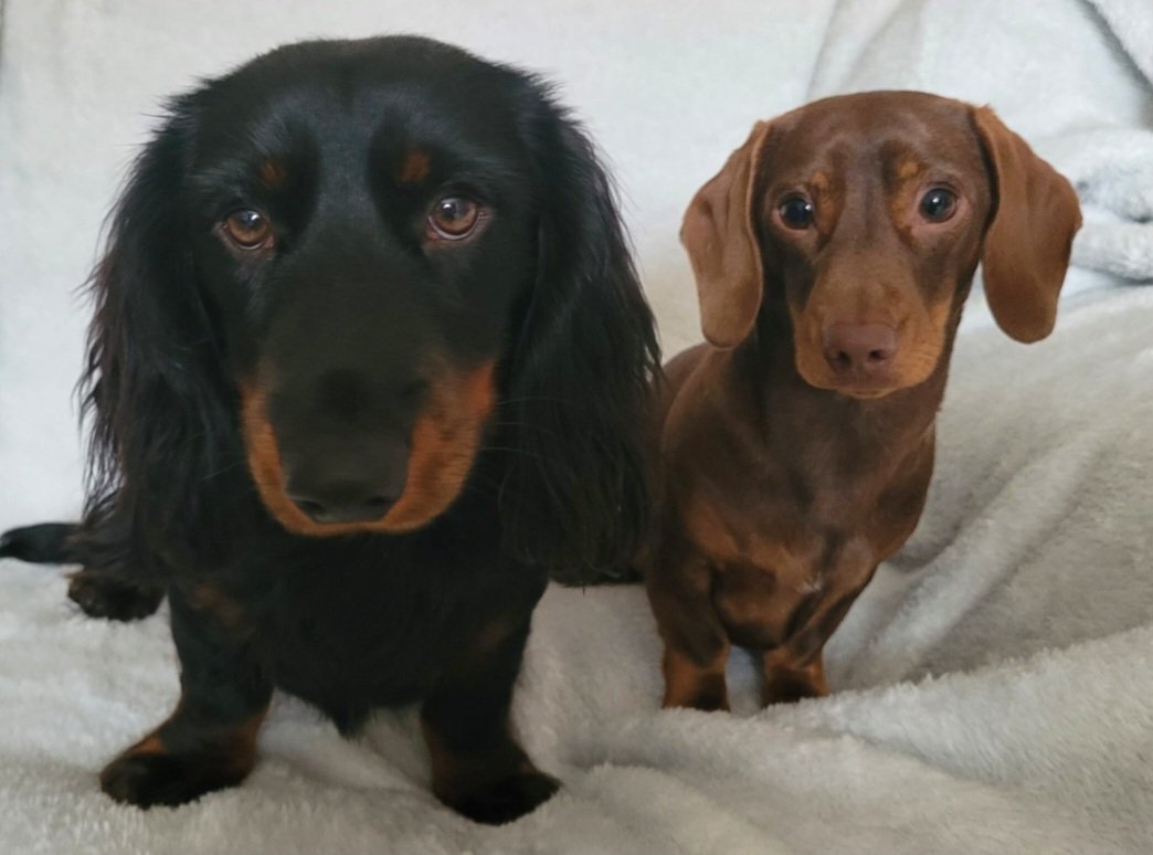💞 Bull & Moose 🐶 #dachshunds #NationalLoveYourPetDay