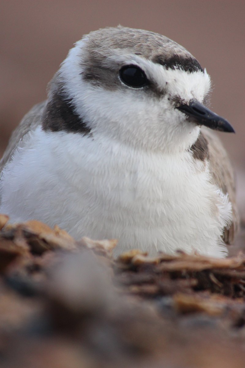 Interesado en trabajo de campo en #ornitologia con aves playeras este primavera? @medardonivosus busca un asistente del 🇲🇽 para apoyar nuestra proyecto de investigacion sobre chorlos nevados en #Ceuta Sinaloa de Abril hasta Julio.