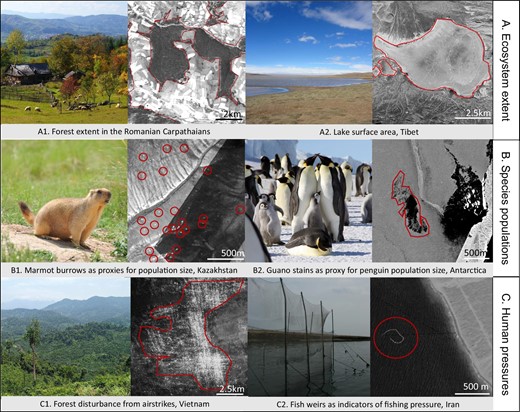 American Institute of Biological Sciences (@aibsbiology) on Twitter photo In #BioScience: <a href="/catalinamunte/">Catalina Munteanu</a>, <a href="/mihaidanielnita/">Nita Mihai Daniel</a>,
<a href="/EJMilnerGulland/">EJ Milner-Gulland</a>, @benmkraemer & others highlight the potential of globally available black & white satellite photographs to expand ecological & conservation assessments & to illuminate ecological concepts. doi.org/10.1093/biosci… In #BioScience: <a href="/catalinamunte/">Catalina Munteanu</a>, <a href="/mihaidanielnita/">Nita Mihai Daniel</a>,
<a href="/EJMilnerGulland/">EJ Milner-Gulland</a>, @benmkraemer & others highlight the potential of globally available black & white satellite photographs to expand ecological & conservation assessments & to illuminate ecological concepts. doi.org/10.1093/biosci…