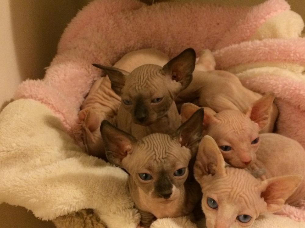 Whether you're seeking a playful partner or a calm and cuddly friend, my hairless cats come in various personalities, ensuring an ideal fit for every loving home. Visit my website for more information!

#HairlessCats #StatenIslandNY 
statenislandsphynxcats.com