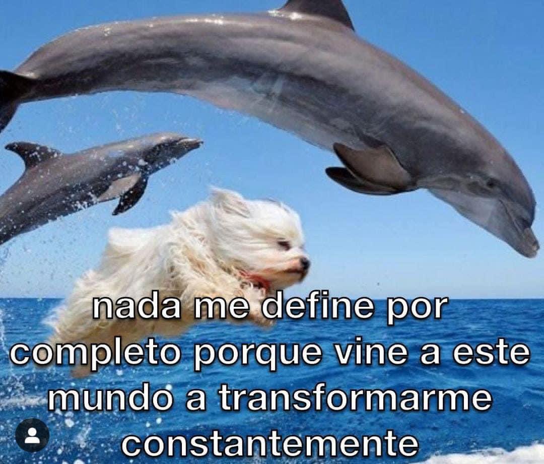 perritos_qctd's tweet photo. https://t.co/Nzvt6qPB0h