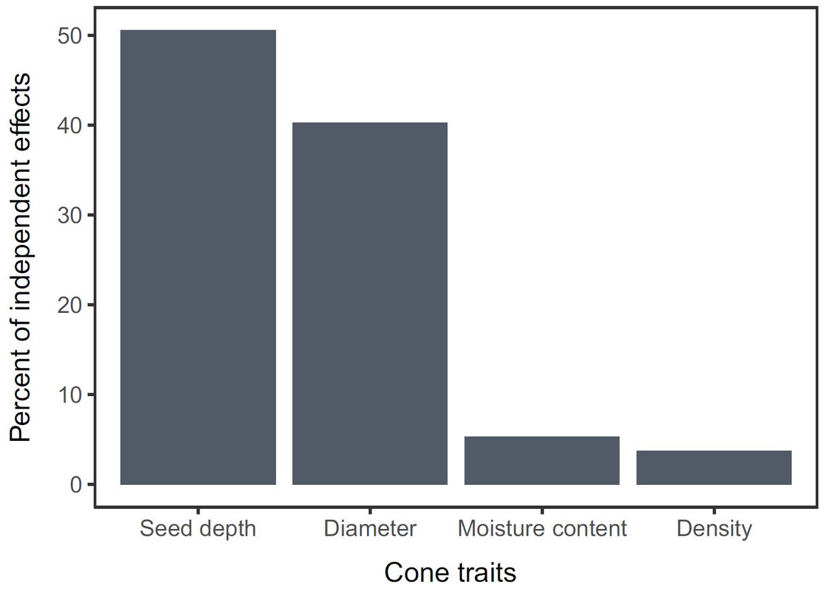 SeanMichaletz's tweet photo. Cone #allometry and seed protection from #fire are similar in #serotinous and #nonserotinous conifers: https://t.co/C7gTYdVphi. New paper in @NewPhyt with #DavidGreene, #JeffKane, @epounden https://t.co/xh0OKExBqh